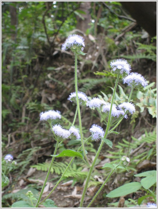 2013-03-07 13-32-16步道旁紫花藿香薊.JPG